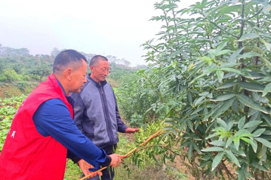 “点餐式”需求  “订单式”服务——重庆市垫江县“三农”服务开启云端模式